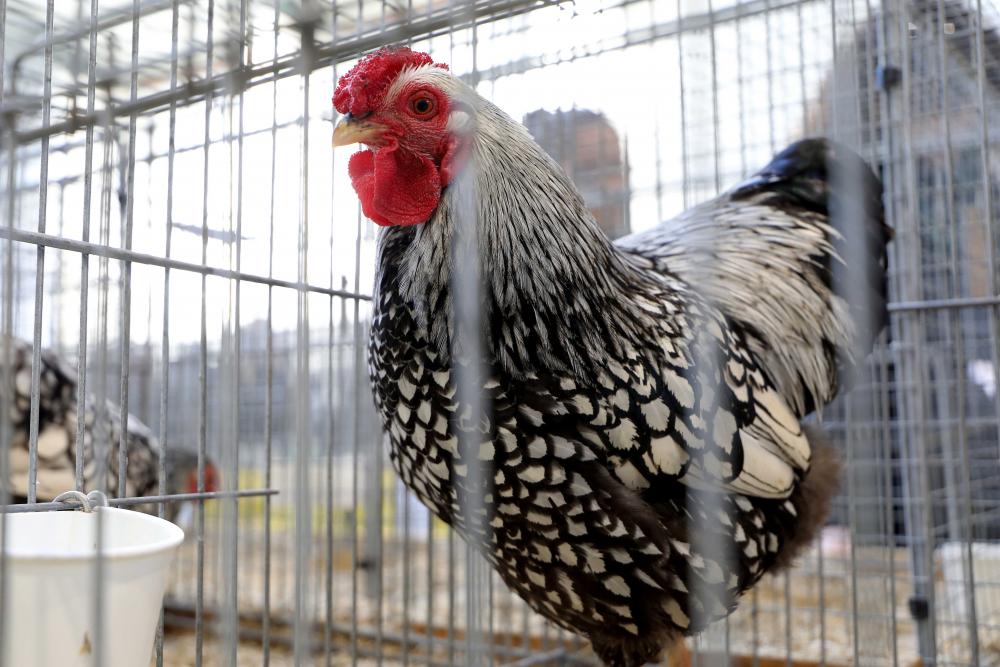 Exposition Nationale d'Aviculture